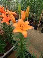 [5510 PO10 AZ07-129 No01.JPG]